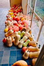 Pompoenen | Cucurbita | Butternuts | Halloween, Enlèvement ou Envoi
