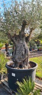 Prachtige olijfboom Bonsai, Ophalen, Olijfboom