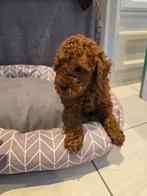 Dwergpoedel abrikoos, Poedel, België, Particulier, Reu