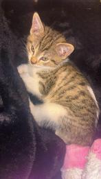 Kitten te koop, Dieren en Toebehoren, Katten en Kittens | Raskatten | Korthaar, Poes, 0 tot 2 jaar