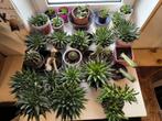 Allerlei vetplanten en cactussen, Huis en Inrichting, Kamerplanten, Minder dan 100 cm, Bloeiende kamerplant, Volle zon, Ophalen