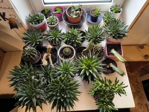 Allerlei vetplanten en cactussen, Huis en Inrichting, Kamerplanten, Vetplant, Minder dan 100 cm, Bloeiende kamerplant, Volle zon