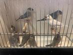 Rijstvogels, Dieren en Toebehoren, Vogels | Overige Vogels, Meerdere dieren