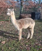 Jeune jument alpaga, Mai, Femelle