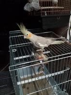 1handtamme valkparkiet pop (DNA getest), Dieren en Toebehoren, Vogels | Parkieten en Papegaaien, Vrouwelijk, Parkiet, Geringd