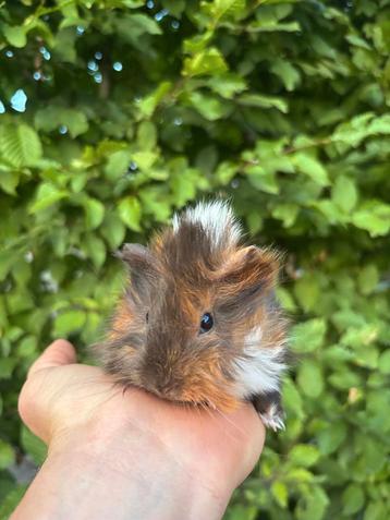  Schattige Peruviaanse cavia’s zoeken een nieuw thuis! 
 beschikbaar voor biedingen