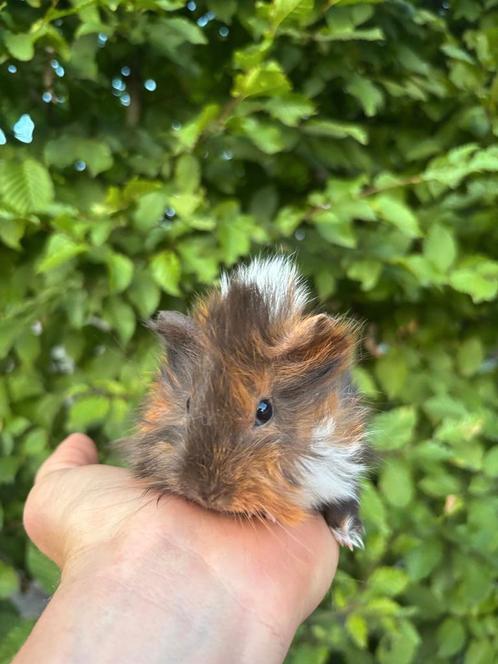 Schattige Peruviaanse cavia’s zoeken een nieuw thuis!, Dieren en Toebehoren, Knaagdieren, Cavia, Juli