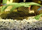 Koppel borstelneus pleco, Dieren en Toebehoren, Vissen | Aquariumvissen