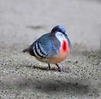 Sierduiven, Meerdere dieren, Geringd