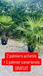 ️️ PROMOTIE op TRACHYCARPUS-palmen 2+1 GRATIS ️, Tuin en Terras, Planten | Tuinplanten, Ophalen of Verzenden