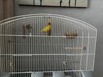 2 Kanaries vogels + kooi, Dieren en Toebehoren, Meerdere dieren
