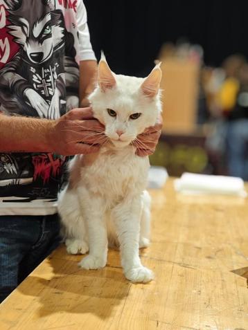 Dekkater Maine Coon beschikbaar voor biedingen
