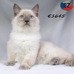 Lieve Ragdoll kittens–rustige en aanhankelijke karaktertjes, Dieren en Toebehoren, Meerdere dieren, Gechipt, 0 tot 2 jaar