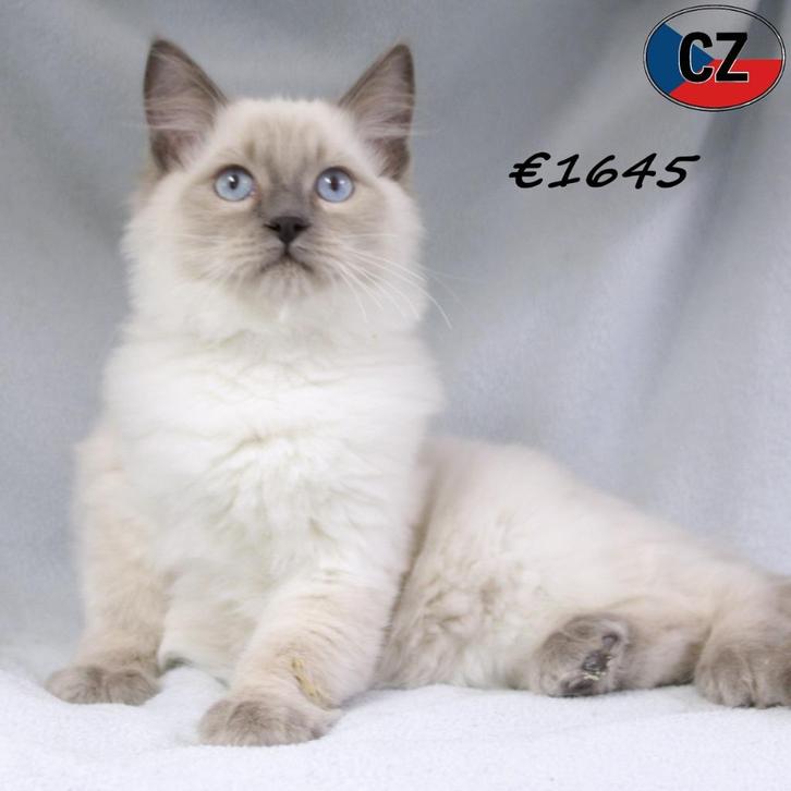 Lieve Ragdoll kittens–rustige en aanhankelijke karaktertjes, Dieren en Toebehoren, Katten en Kittens | Raskatten | Langhaar, Meerdere dieren
