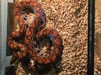 Couples Reproducteur de Boa arc-en-ciel Guyana, Dieren en Toebehoren, Reptielen en Amfibieën