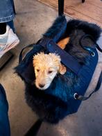 Luxueuse hondendraagtas!, Ophalen, Zo goed als nieuw