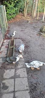 Barberie eenden  10 stuks  8 euro het stuk of doe een bod