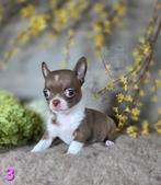 Chihuahua pups korthaar Chi pup, Dieren en Toebehoren, België, Fokker | Hobbymatig, CDV (hondenziekte), 8 tot 15 weken