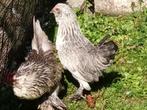 Ukkelsebaardkriel HEN zilverkwartel, Dieren en Toebehoren, Vrouwelijk, Kip