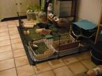 cage cochons d'inde ou lapin modulable, Moins de 60 cm, Lapin, Cage, Enlèvement