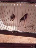 Koppel roodmussen split bruin 2025 bellen, Animaux & Accessoires, Oiseaux | Oiseaux Autre