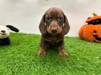 Nestje Dwergteckel pups, België, CDV (hondenziekte), 8 tot 15 weken, Korthaar