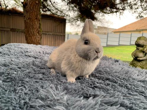 Kleurdwerg isabella rammetje, Dieren en Toebehoren, Konijnen, Dwerg, Mannelijk