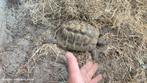 Griekse Landschildpadden, Schildpad