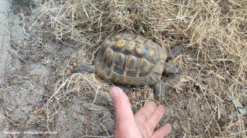 Griekse Landschildpadden beschikbaar voor biedingen