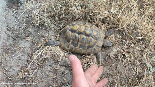Griekse Landschildpadden, Dieren en Toebehoren, Reptielen en Amfibieën, Schildpad