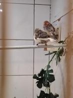 Canari, Geslacht onbekend, Kleurkanarie