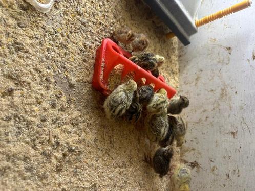 Kwartels, Dieren en Toebehoren, Pluimvee, Overige soorten, Meerdere dieren