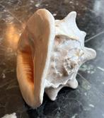 Coquillage, Collections, Enlèvement, Coquillage(s)