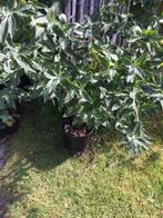 vlinderstuik, Ophalen, Zomer, Vaste plant, Halfschaduw