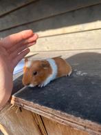 Cavia’s te koop, September, Meerdere dieren, Cavia