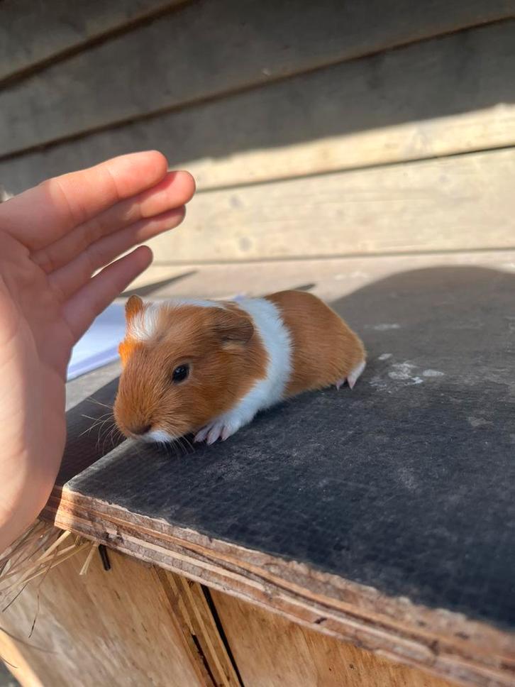 Cavia’s te koop, Dieren en Toebehoren, Knaagdieren, Meerdere dieren, Cavia, September