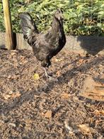 Ayam Cemani haan, Dieren en Toebehoren
