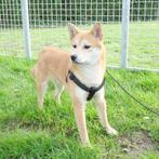 ''Kai'' Shiba Inu (reutje) - puppy te koop (Belgisch), Dieren en Toebehoren, CDV (hondenziekte), België, Reu, Handelaar
