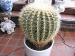 zeer mooie echinocactus  grosonil cactus, Huis en Inrichting, Kamerplanten, Ophalen, Cactus