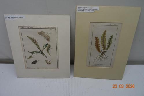 2 fraai handingekleurde kopergravures van J.C.Sepp 1739-1811, Antiek en Kunst, Kunst | Etsen en Gravures, Ophalen of Verzenden