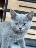Britse korthaar Kittens, Dieren en Toebehoren, Ontwormd