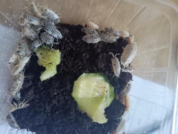 Porcellio laevis beschikbaar voor biedingen