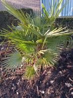 Trachicarpus fortunei, Tuin en Terras, Bloembollen en Zaden, Ophalen of Verzenden