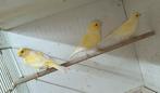 Kanaries, Dieren en Toebehoren, Vogels | Kanaries