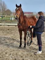 Leuke ruin quatre mai x Chaiton x Silverstone 09/05/22, Dieren en Toebehoren, Paarden, Springpaard, Gechipt, Ruin, 3 tot 6 jaar