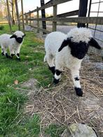 Walliser ooilam (liefst wisselen met andere jonge ooi!)+ ram, Dieren en Toebehoren, Schapen, Geiten en Varkens, Meerdere dieren