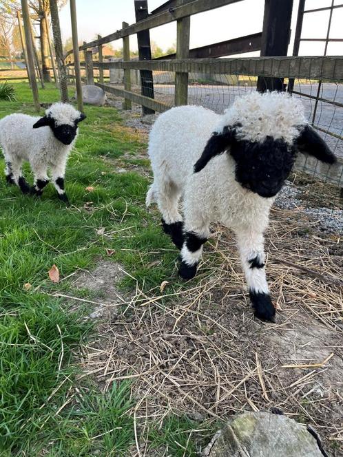 Walliser ooilam (liefst wisselen met andere jonge ooi!)+ ram, Dieren en Toebehoren, Schapen, Geiten en Varkens, Schaap, Meerdere dieren