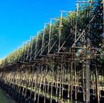 Espaliers portugais en laurier de différentes tailles, Enlèvement ou Envoi