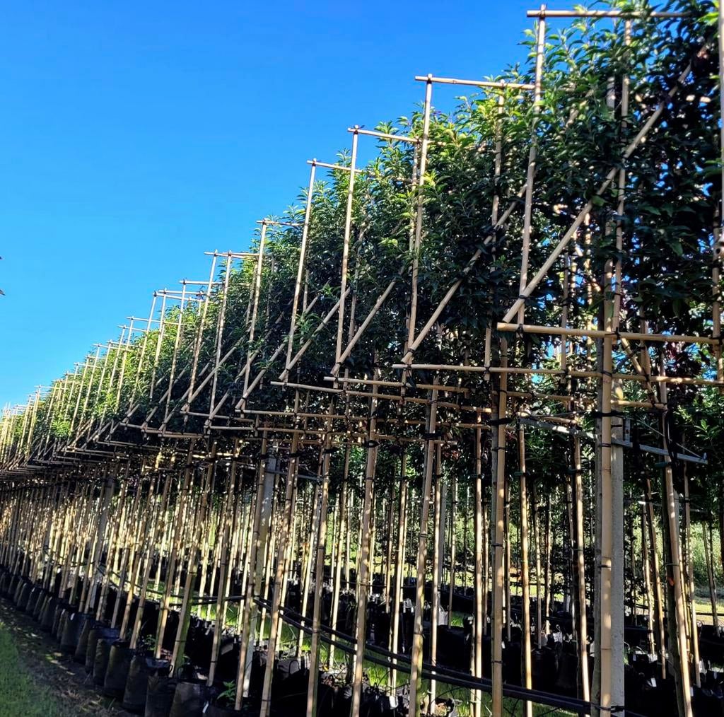 Espaliers portugais en laurier de différentes tailles, Jardin & Terrasse, Plantes | Arbres, Enlèvement ou Envoi