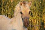 Fjord, Dieren en Toebehoren, Paarden, Hengst, Gechipt